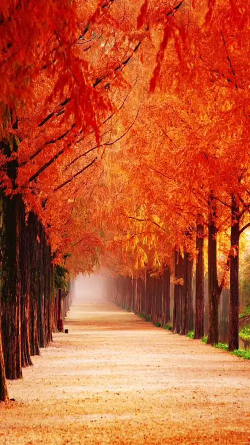 最美的风景#看到这幅秋天的画面,此时此刻你会有何感想?