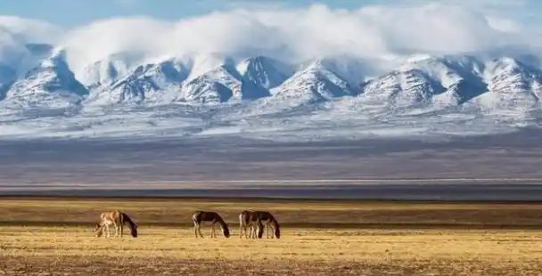 最大无人区可可西里极其危险却能随便进没人守路口吗