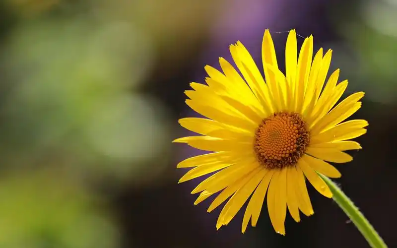 一组清新唯美小雏菊花卉图片分享给大                    壁纸,关注