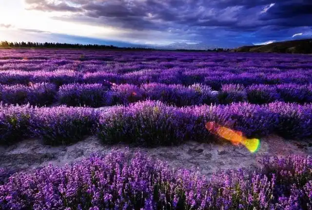 中国最美十大花海,让你享受遍地开满鲜花的浪漫之美
