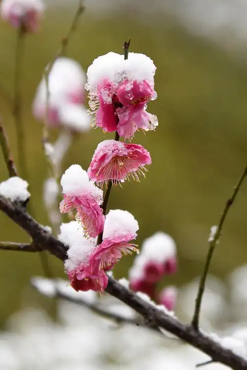 雪中梅花