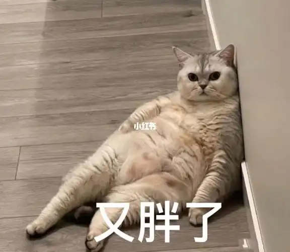 猫咪表情包