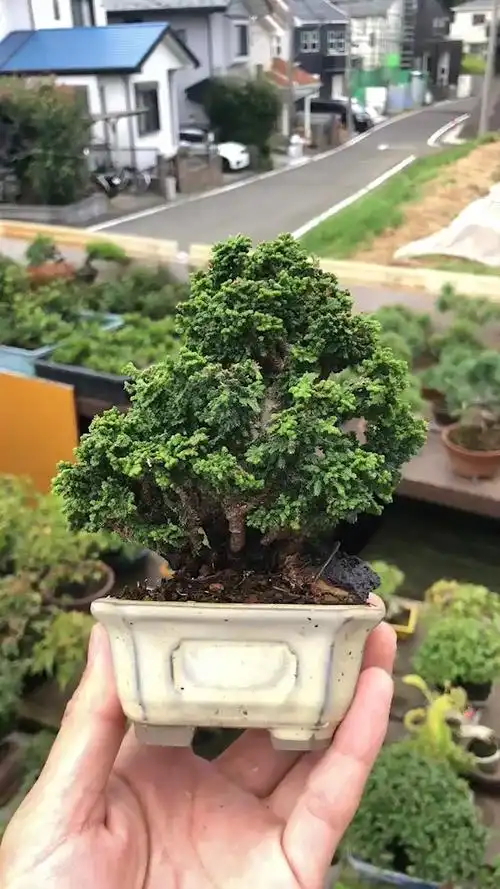 一本丛林石化桧