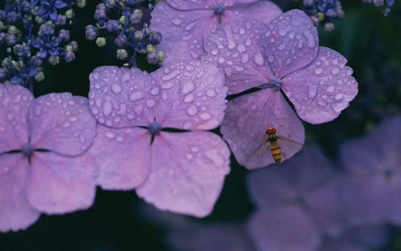 紫色的花电脑桌面壁纸高清大图预览1920x1200_植物壁纸下载_美桌网
