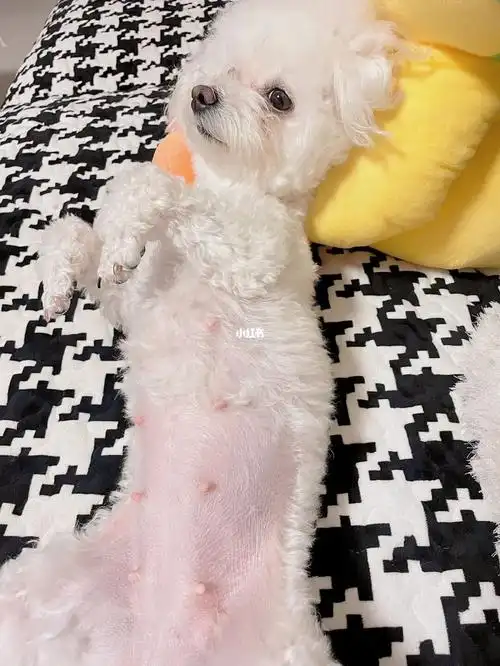 我家比熊怀孕32天了,但是肚子不是很大呢#比熊怀孕