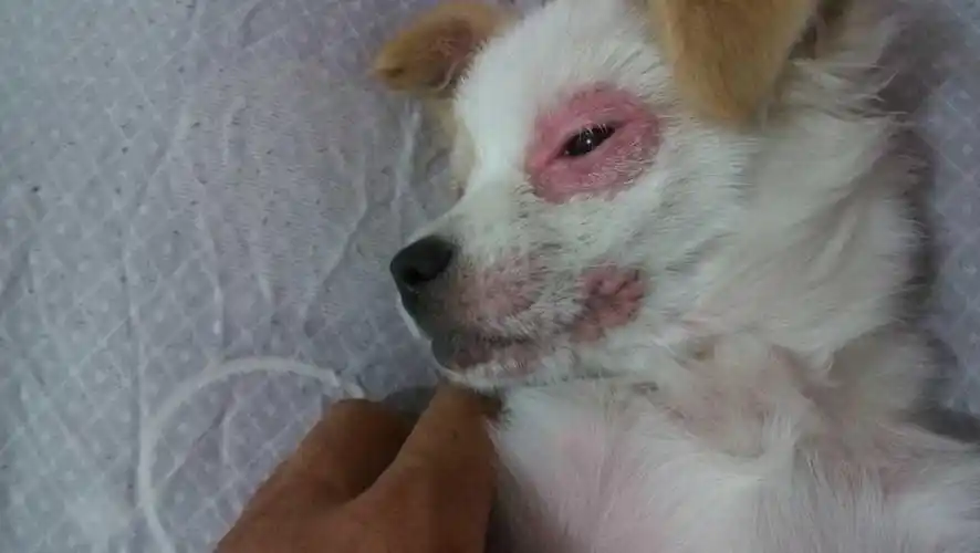 谁能帮我看看狗狗眼皮红肿有痘痘而且特别痒