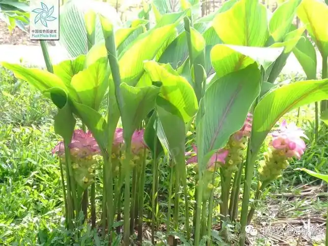 莪术外观图片1(ezhu)莪术第二十期no.