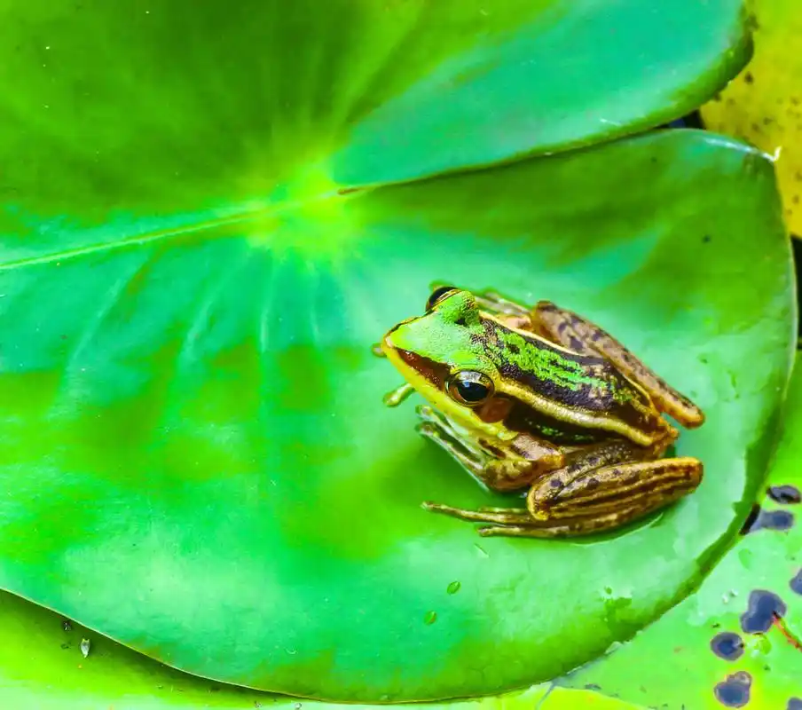 单青蛙在荷叶上.,单青蛙在荷叶上.