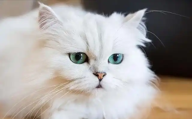 波斯猫呕吐食物是怎么回事?