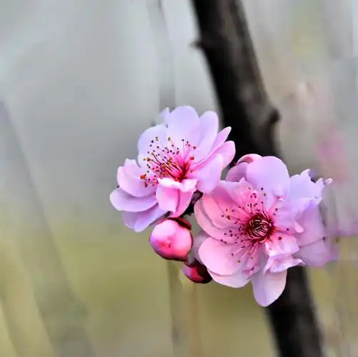 漂亮的美人梅开了