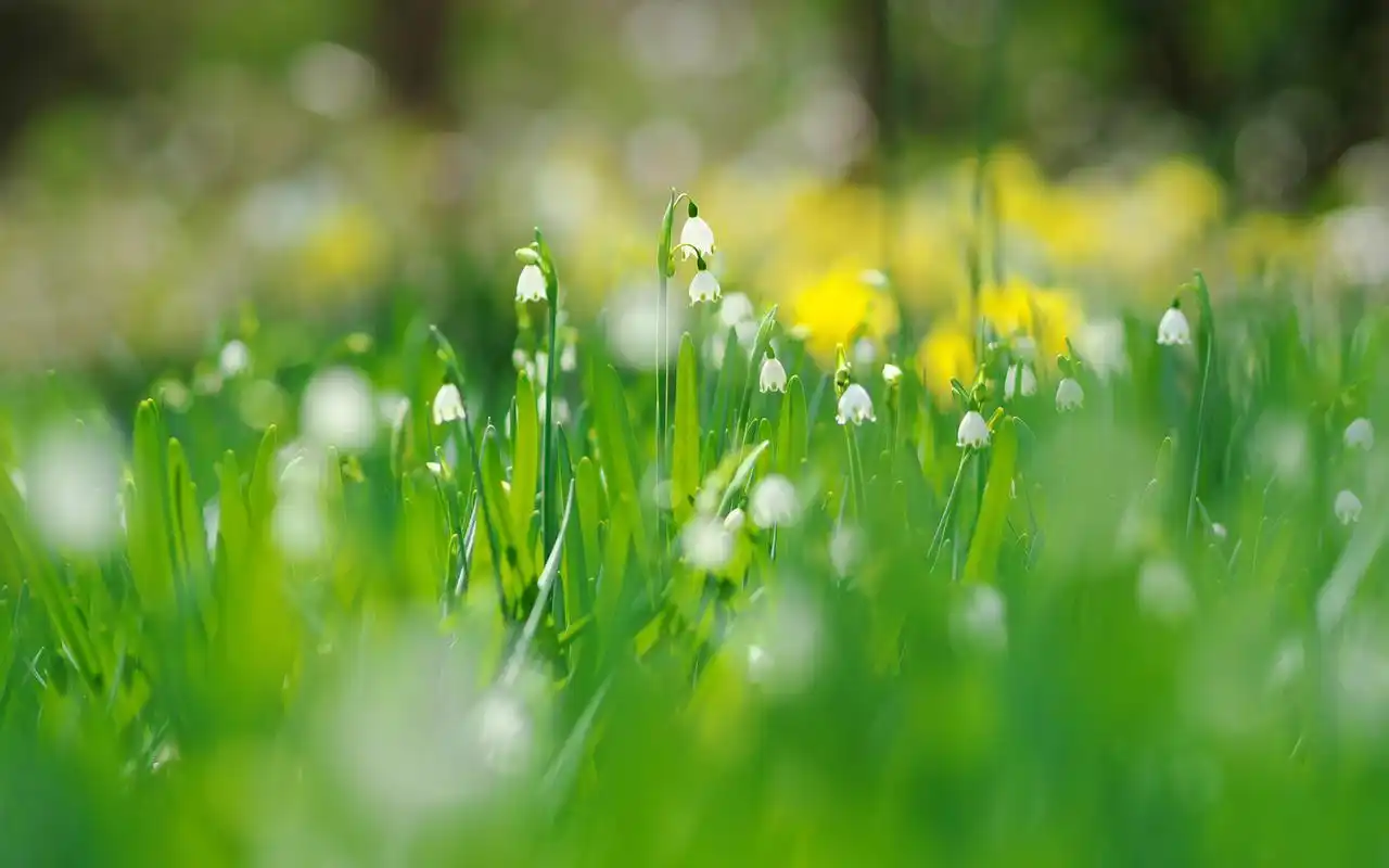 春天的小花小清新唯美高清壁纸