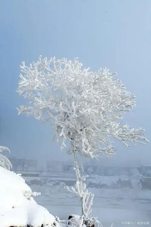 就像冬日里大自然送给我们的一件艺术品.