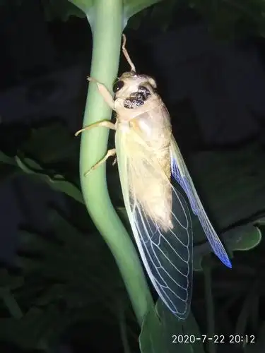 拍刚刚脱壳的蝉