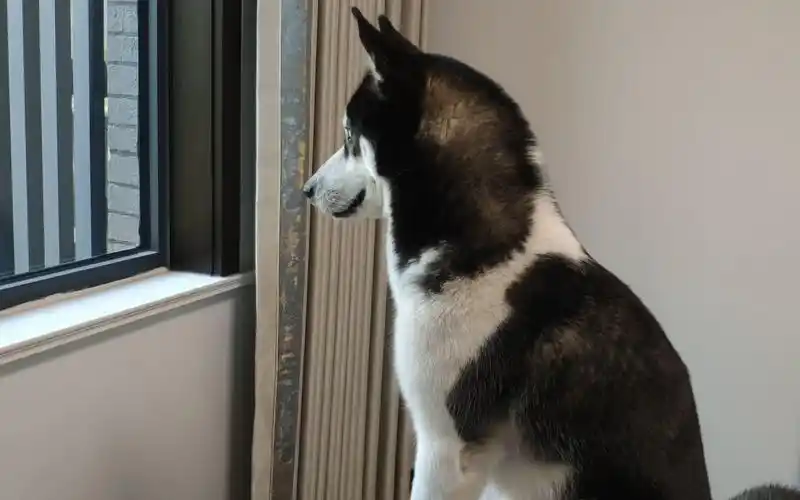 狗狗心太野永远跑不够,扒窗户看外面世界,望眼欲穿的样子太萌了