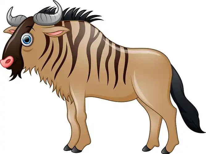 快乐的野牛卡通孤立在白色的背景图片