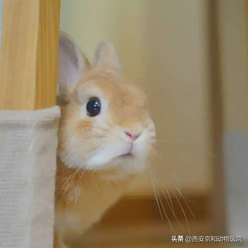 最萌的动物是什么样的