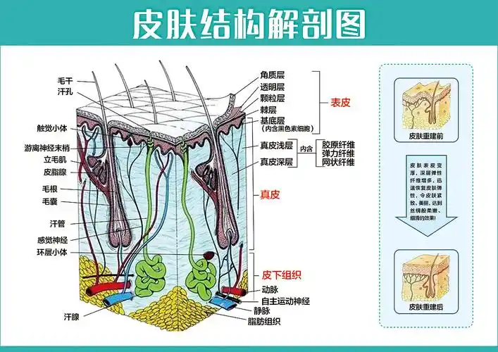 皮肤结构解剖图