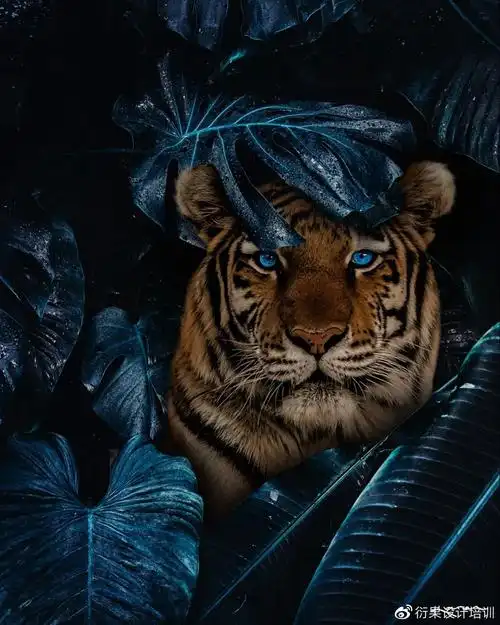 ps软件p图合成可以这么好玩