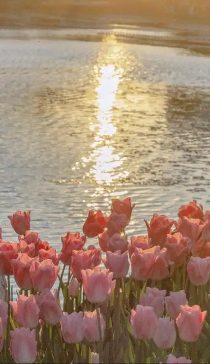 唯美高清浪漫的花朵ins风壁纸祝愿这个世界继续热闹祥和美好