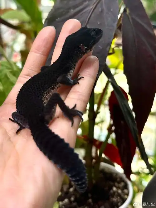 一把唐老师的豹纹守宫,黑夜啊珍贵的黑夜啊  真是跟影子一样的小蜥蜴