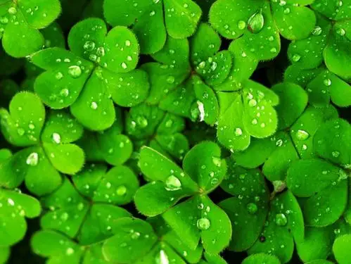 谈谈四叶草与时尚饰品