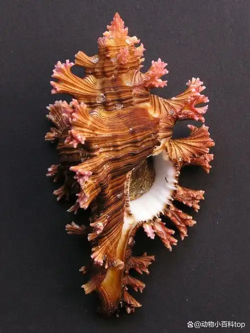 世界十大最好看的贝壳排名你见过几种