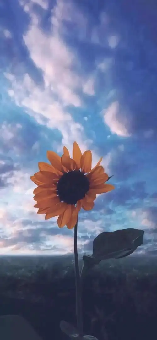 壁纸| 抖音热门壁纸合集