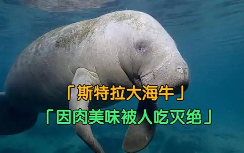 斯特拉大海牛长10米重10吨因味美好捉不到30年就被人吃灭绝