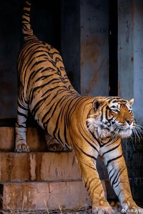 攒一波虎片——国际瑜伽日老虎超话6.21是国际瑜伽日.