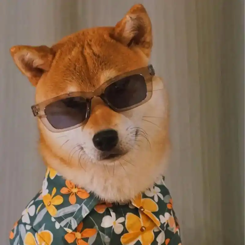 喜欢用狗狗当头像的小哥哥们千万不要错过这组戴墨镜的炫酷狗狗头