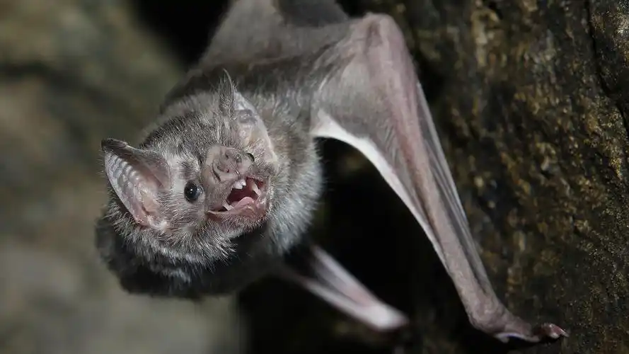 vampire bats facts and myths