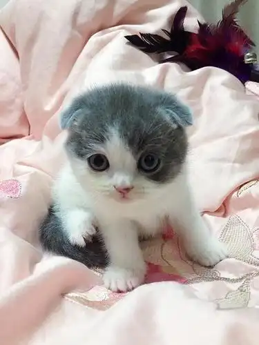 「坐标上海」纯家养的英短蓝白宝宝,接预定!