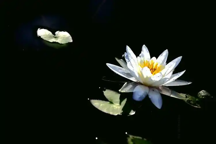 特别是佛教徒对它最为尊崇,如观音菩萨坐的就是莲花.