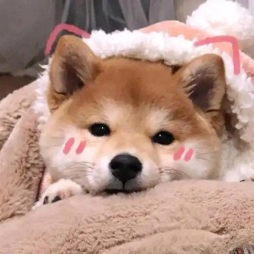 求动物头像最好是狗勾