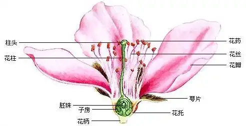求两性花结构图.