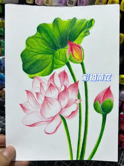 彩铅手绘  #彩铅画  #荷花  #宝妈  #苏苏老师美术课堂  #彩铅教程