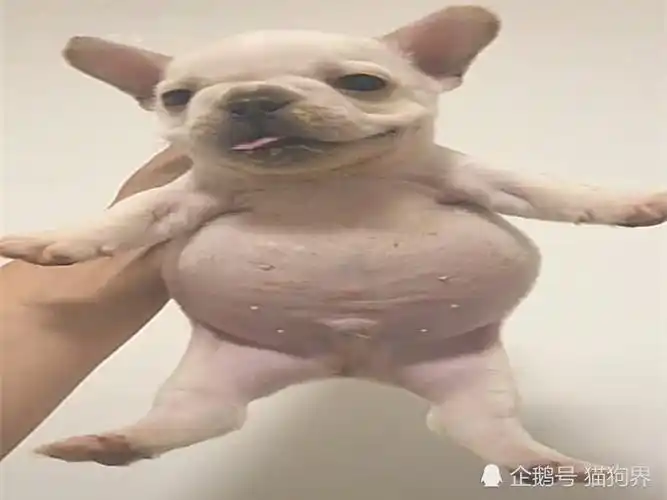 再吃我就被你吃穷了!法斗犬:没呢,我还能吃下一头牛!铲屎官:还没吃饱?