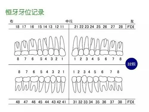 经典牙科知识图解,简单易懂