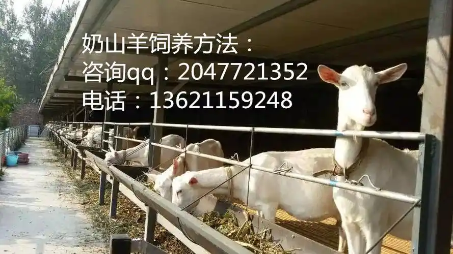 山羊的b难干进不,下列各项中符合现代生物进化