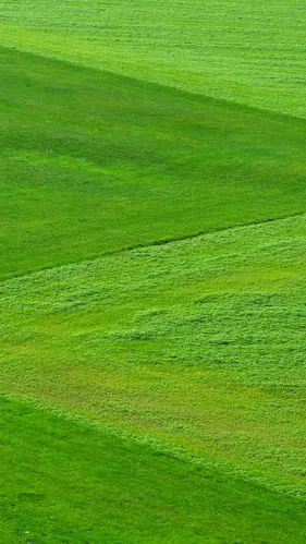 小清新绿色大草原手机端h5背景