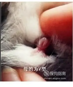 兔子怎么看公母