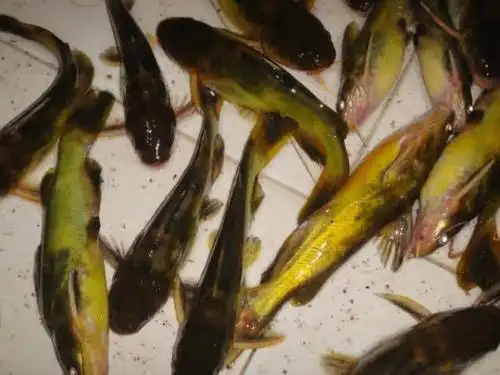 它可能是中文俗名最多的一种鱼,浙苏沪等地叫它"昂刺鱼"