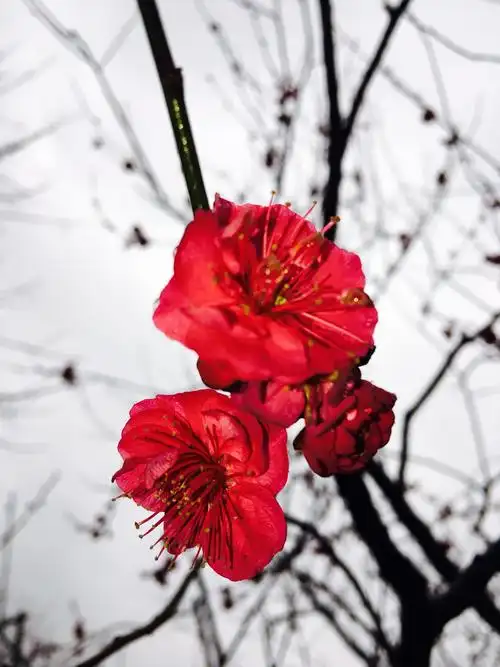 上海世界公园梅花展