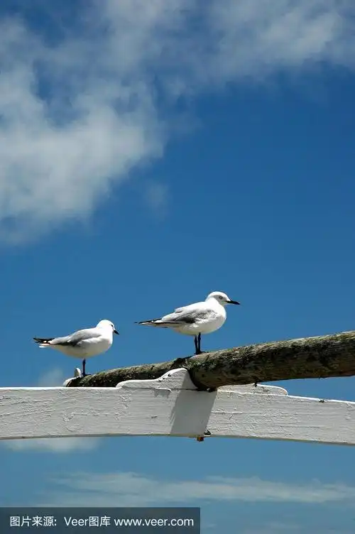 两只海鸥站在栏杆上,映衬着蓝天