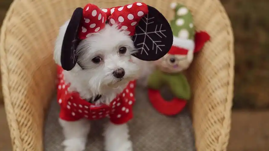 白色约克夏梗犬壁纸