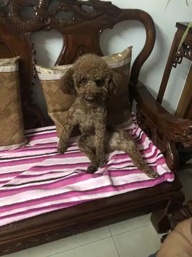 我可能买了一只假泰迪 兜兜今年一岁半,带回来的时候哥哥跟我说不会长