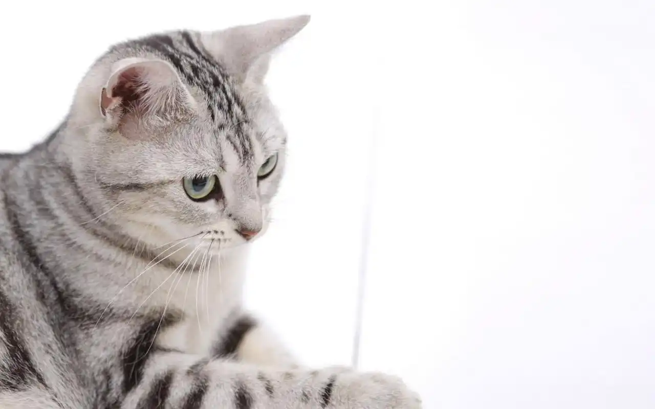 呆萌喵星人可爱搞怪生活照桌面壁纸