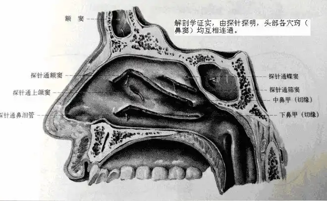 头腔共鸣运动技术初探理论参照中医学解剖学运动学