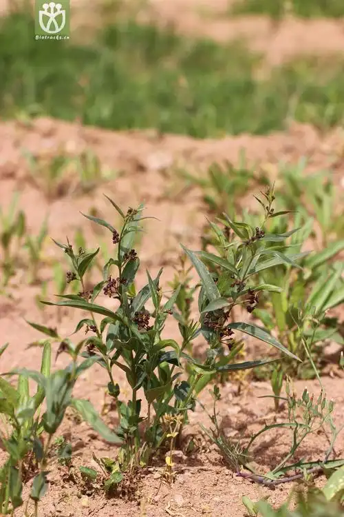 华北白前(cynanchum mongolicum) (7).