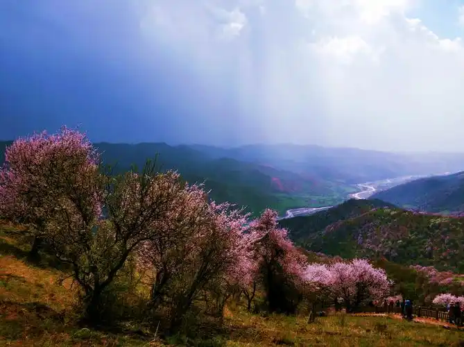 伊犁福寿山观花